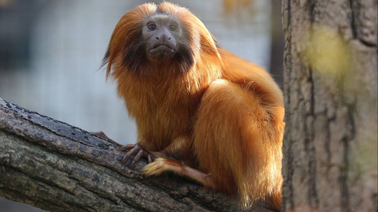 Also stolen from the Beauval Zoo, south of Paris, were seven golden lion tamarins, zoo officials said.
