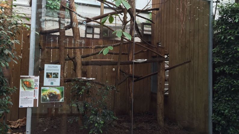 Thieves cut the fence in the primate habitat and covered a security camera before making off with the 17 endangered monkeys, zoo director Rodolphe Delord said.