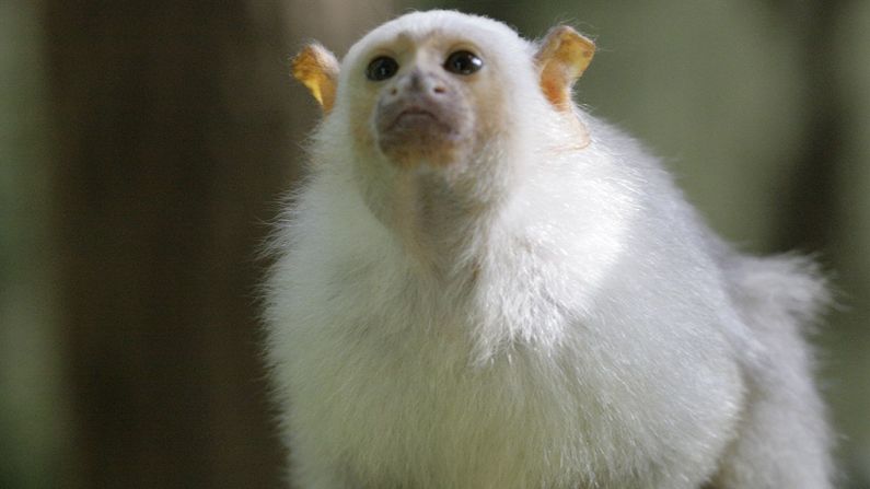 The animals must be found quickly, Delord said, because they need specialized care. Authorities fear the monkeys may have been taken to sell on the black market.