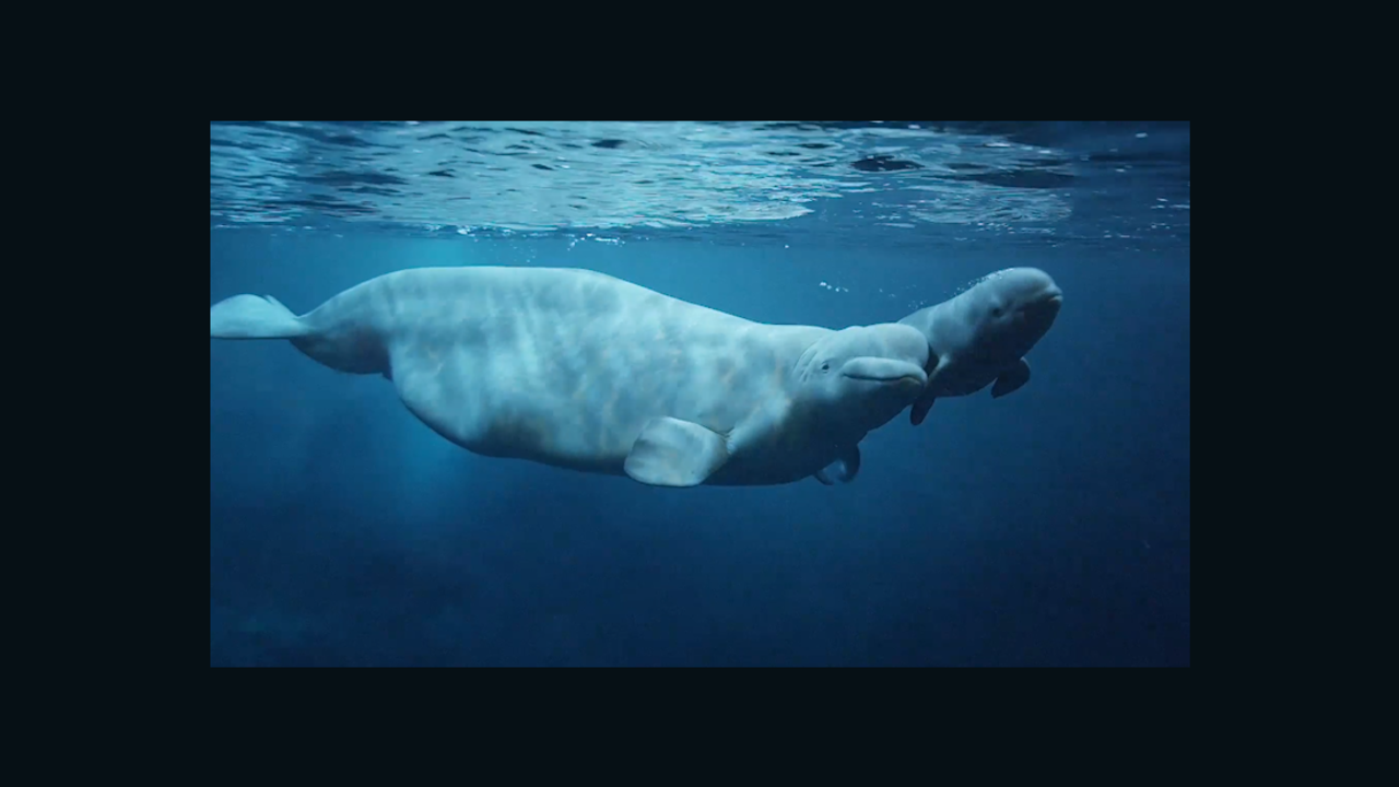 CNNE baby beluga whale