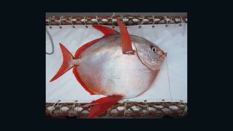 Found: First warm-blooded fish (we've been eating it)