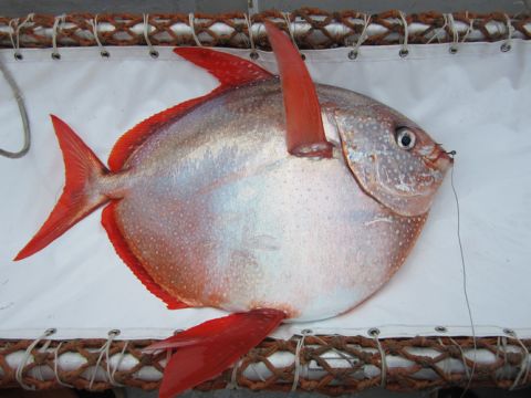 Until now, it was thought that fish couldn't keep warm independently like mammals such as seals or whales. The opah, or moonfish, is the first fish that has been found to have a warm heart and maintain a high body temperature, according to a new report. 