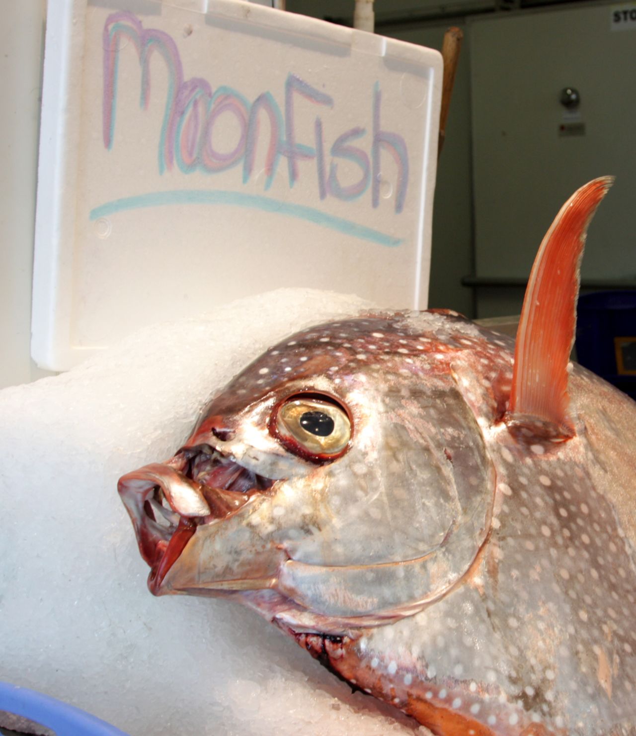 First warm-blooded fish 'under our noses' | CNN
