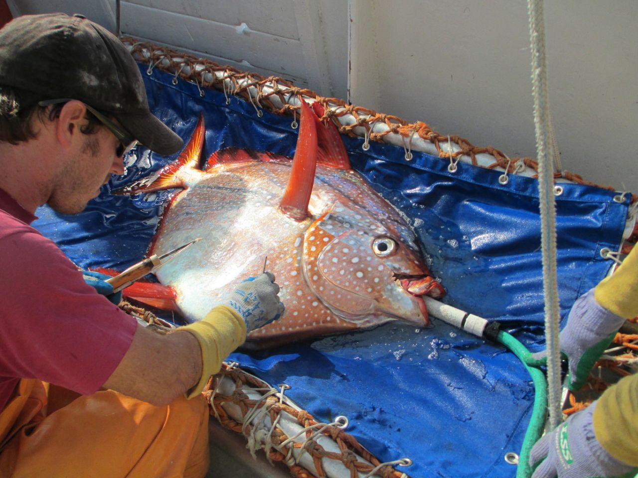 Found: First warm-blooded fish (we've been eating it) | CNN