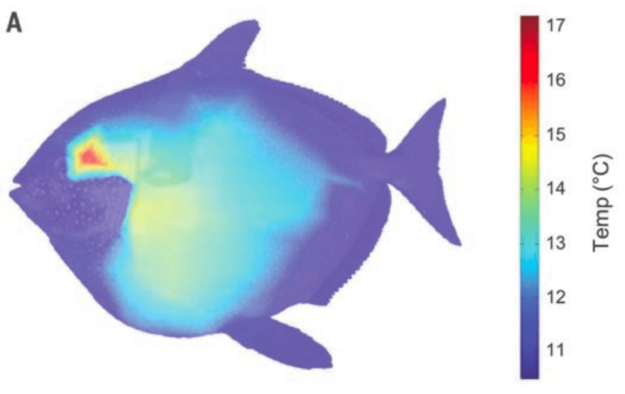 Found: First warm-blooded fish (we've been eating it) | CNN Found: First warm-blooded fish (we've been eating it) | CNN