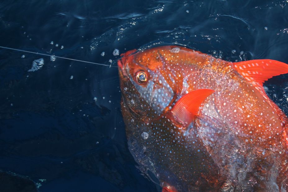 Because fish breathe by extracting oxygen from the water through gills, blood is instantly cooled to ocean temperature when it gushes out of the heart into the gills. The moonfish has evolved a unique solution: It has a special insulated network of blood vessels between the heart and gills which act as a heat exchanger, warming blood up before it leaves the gills. 