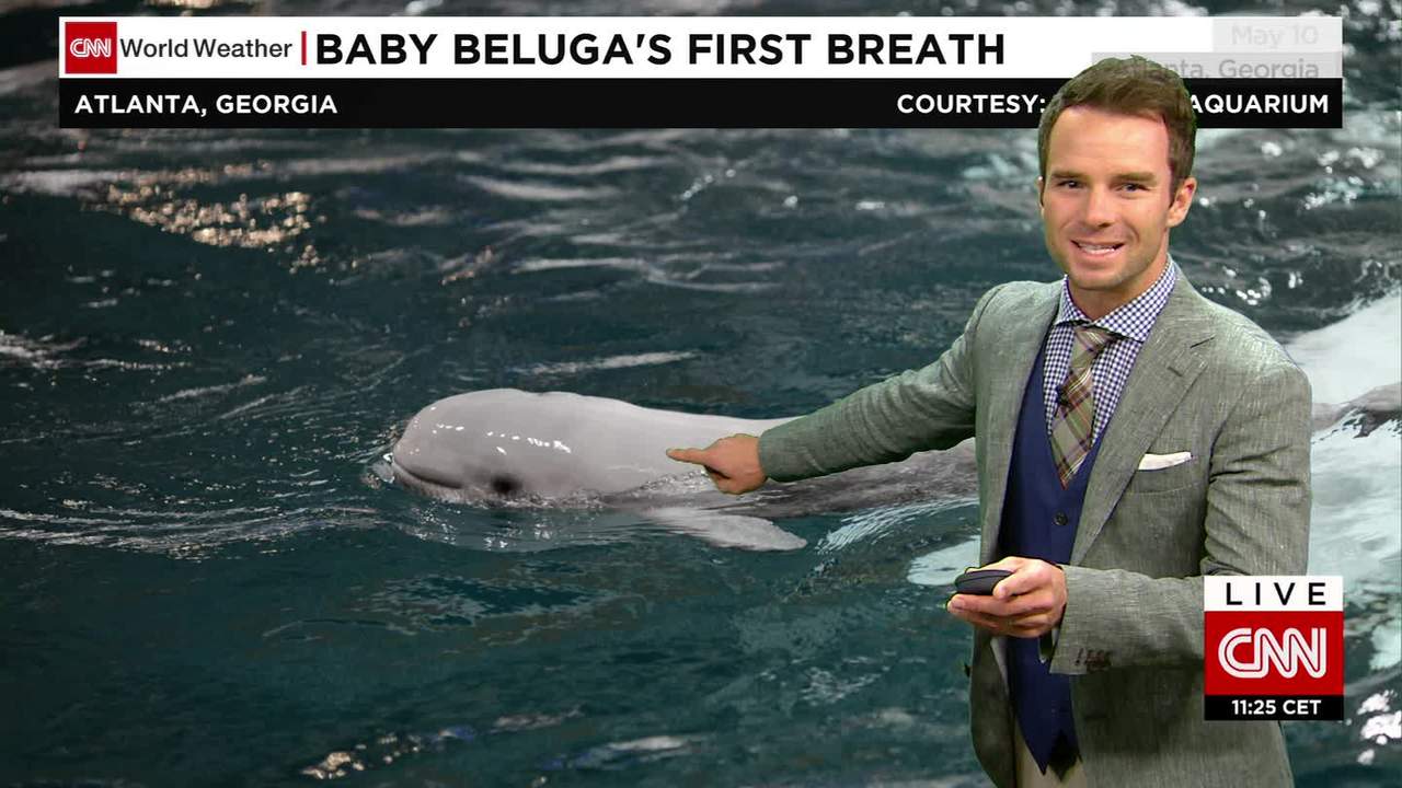 Beluga watches you sleep 