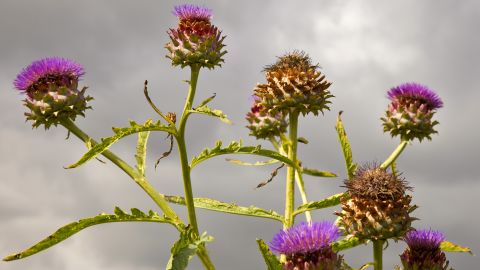 Look past the pretty flowers. You're eating those gnarly stalks. Chock full of fiber, vitamin B6, folate, calcium, magnesium, potassium, copper and manganese with some great vitamin C, iron and phosphorus, cardoon is amazing for you except for <a href="http://nutritiondata.self.com/facts/vegetables-and-vegetable-products/2381/2" target="_blank" target="_blank">one thing:</a> It's a bit high in sodium, about 300 milligrams per serving. They also taste like the best part of an artichoke, with a lot less work. 