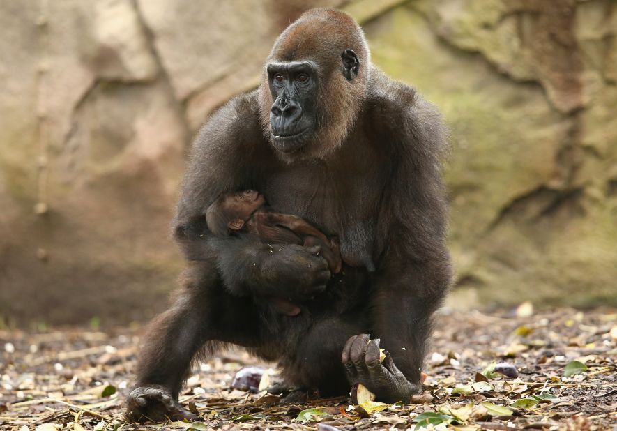 MAY 19 -- SYDNEY, AUSTRALIA: Taronga zoo welcomes the birth of a Western-lowland Gorilla. The species is under threat from poaching, hunting and infectious disease. As yet, keepers have been unable to get close enough to establish the gender of the new-born. 