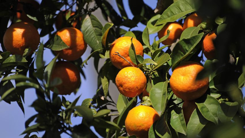 Ripe oranges hang on the trees in the Spanish city of Seville, January 27, 2011.