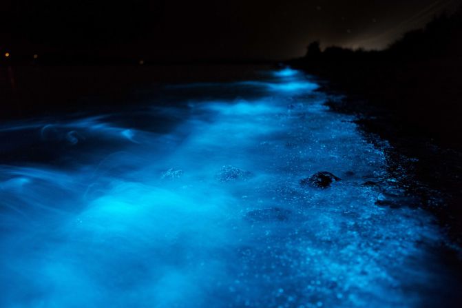 Neon blue displays on the water are created by blooms of single-cell organisms called dinoflagellates.