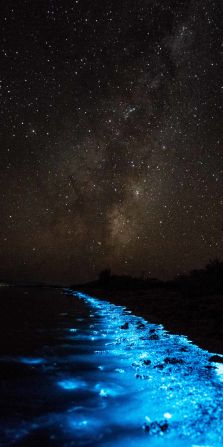 Bioluminescence is fairly common, but large concentrations of blooms are pretty uncommon.