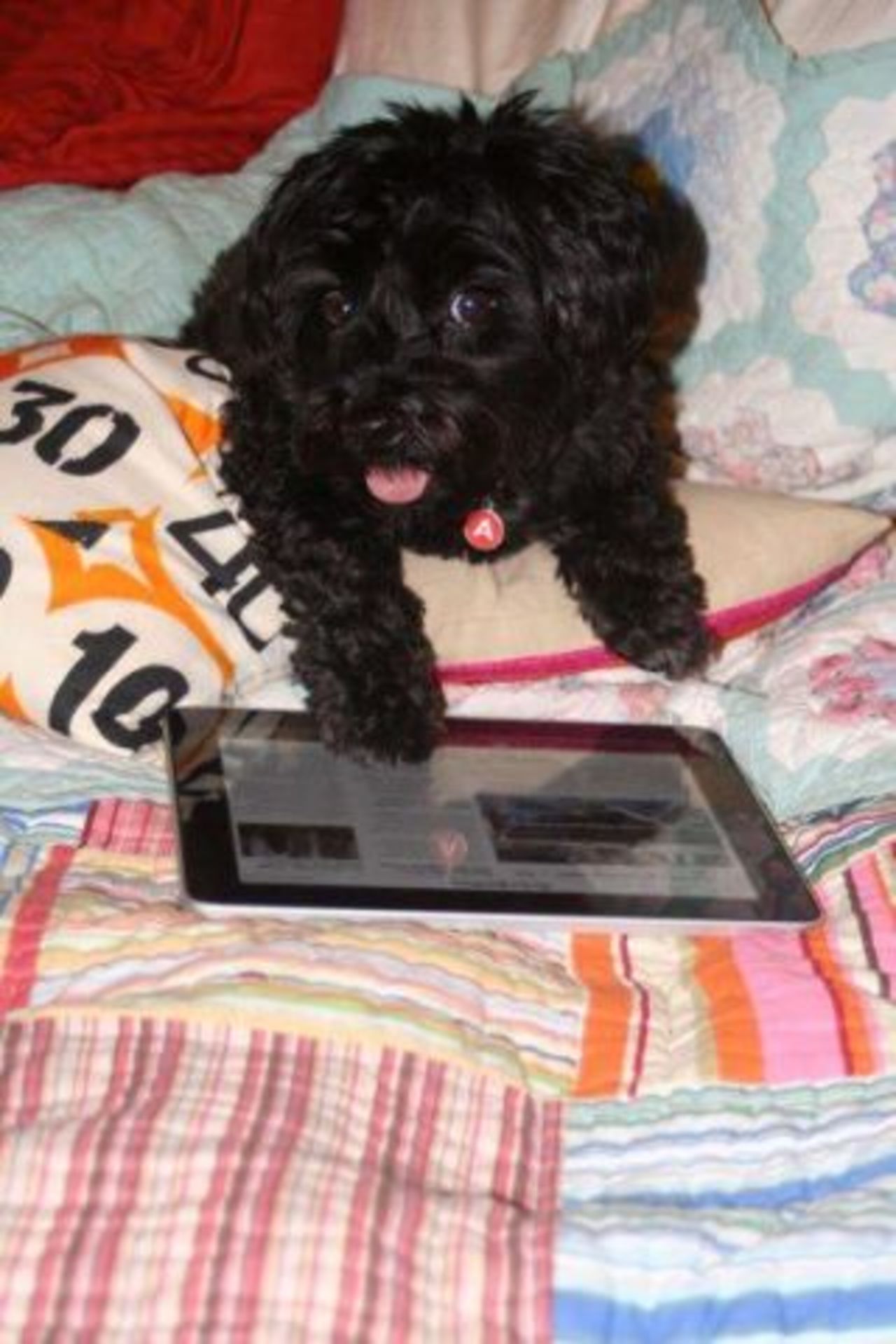 The New York native says she was always happiest when around dogs, or talking about them, so decided that time was right to take the plunge and follow her passion. Seen here is Amos, the face of School for the Dogs, navigating his iPad.
