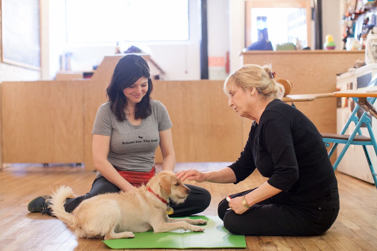 Anna Jane Grossman was a freelance journalist in New York City before she became a dog trainer and founded her School for the Dogs, which teaches its furry pupils, among other things, how to use an iPad.