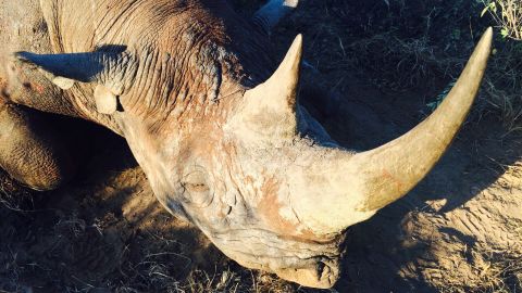 The rhino hunted by Corey Knowlton. 