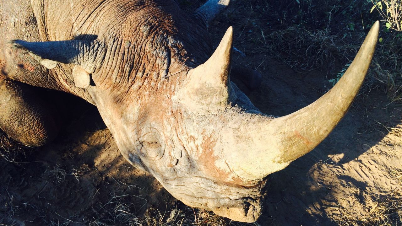 The rhino hunted by Corey Knowlton. 