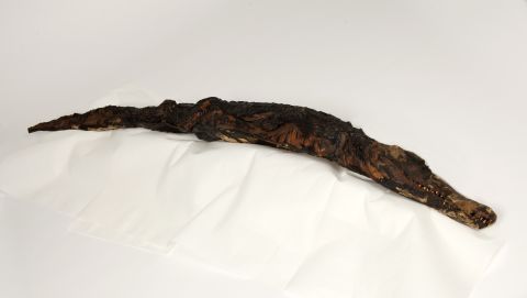 This large crocodile mummy measures 1.7m long. It is the only mummy the team of researchers can confidently determine how it died: a fracture on the top of its head confirms blunt force trauma.