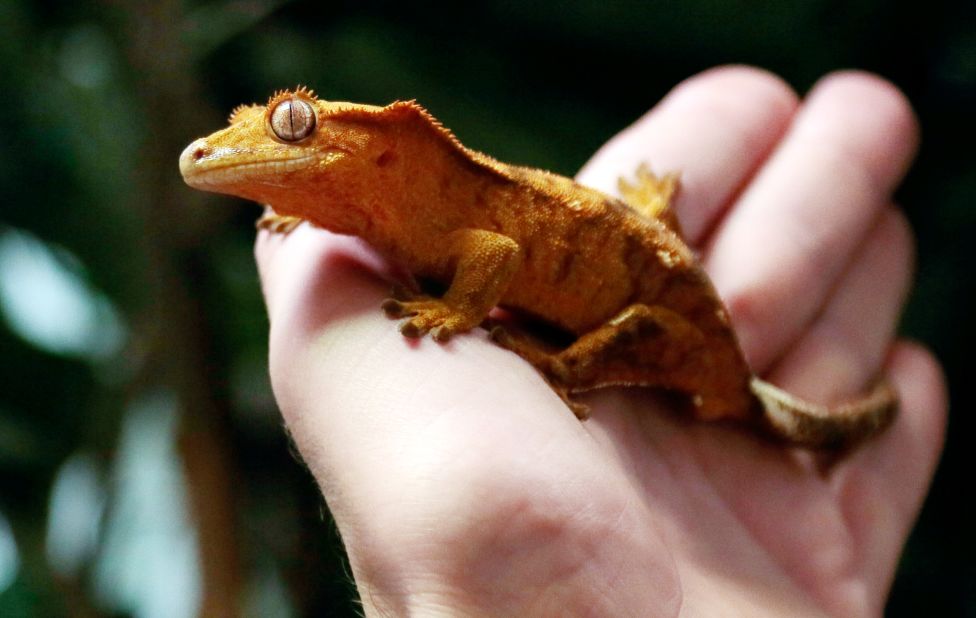 Since January of last year, the US Centers for Disease Control and Prevention (CDC) reported at least 20 people in the U.S. came down with salmonella infections linked to crested geckos they brought home from pet stores. 