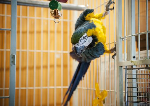 Parrot fever can infect parrots, parakeets and macaws, but rarely causes symptoms for them. It can, however, cause fever, chills, headache and pneumonia in people.