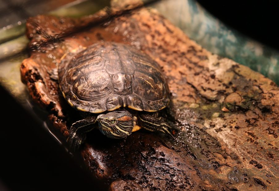 About 70,000 people get salmonella infections, typically including fever and diarrhea, from reptiles every year in the US. The bacteria can live on reptiles, like turtles, without making them sick.