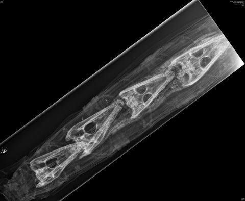 An x-ray of a crocodile mummy was found to contain four juvenile crocodile crania and four hatchling crocodiles.