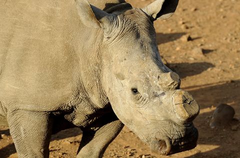 Rhinos are being poached in record numbers, and the Californian startup believe an ethical alternative will undermine the black market.  