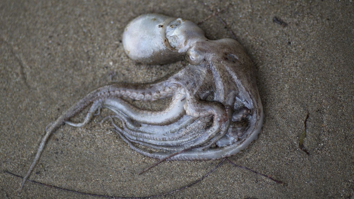 An octopus lies dead on May 20.