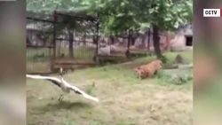 crane fights off tigers China orig_00003213.jpg