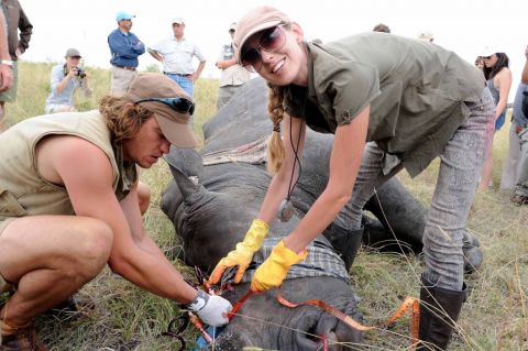 Pembient's method is one of several radical responses to the rhino crisis. The Sabi Sand Reserve, South Africa, are injecting rhino horns with poison dye that turns them pink as a deterrence. 