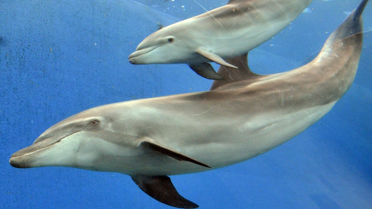 A baby bottle nose dolphin swims close to his mother at an aquarium in Tokyo on June 7, 2011. 