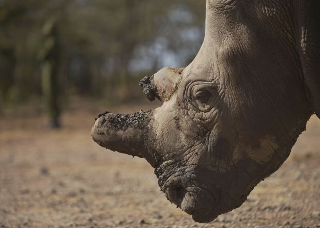 A single horn can fetch $100,000 in Asian countries such as China and Vietnam.