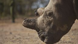 rhino pembient tease