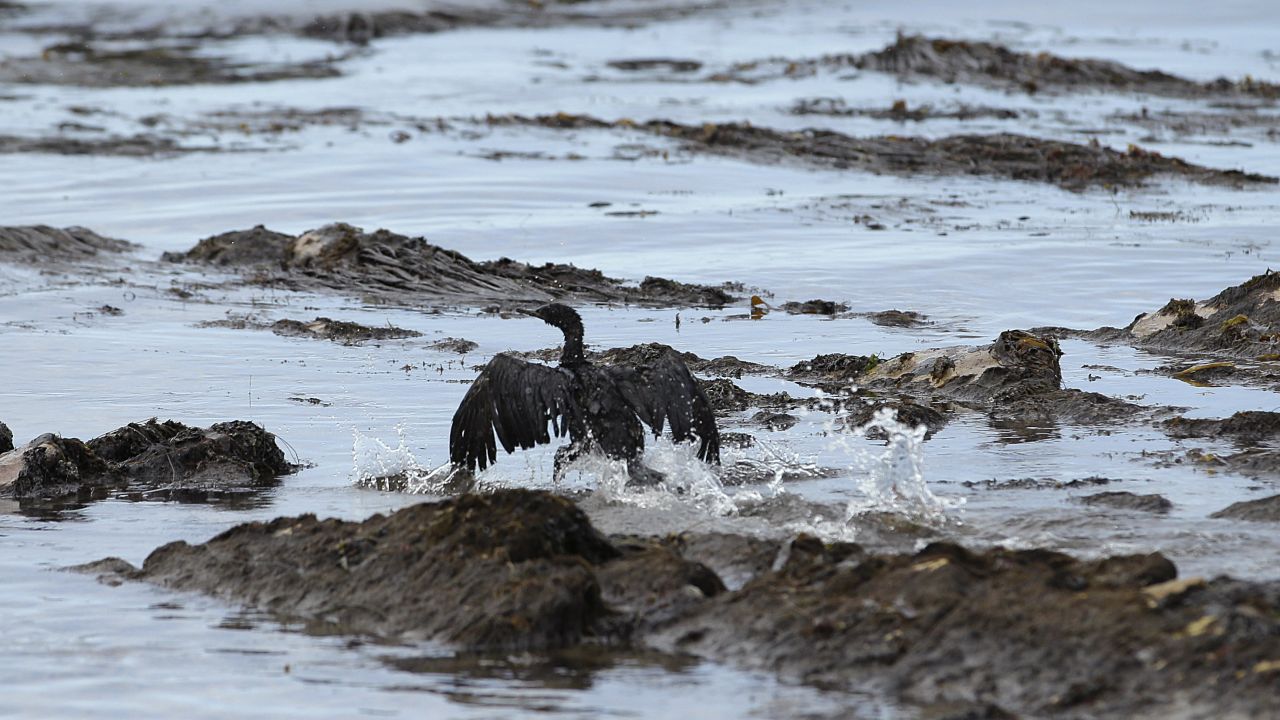 A bird covered in oil flaps its wings on May 21.