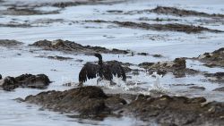 A bird covered in oil flaps its wings on Refugio State Beach north of Goleta, California, on Thursday, May 21.
