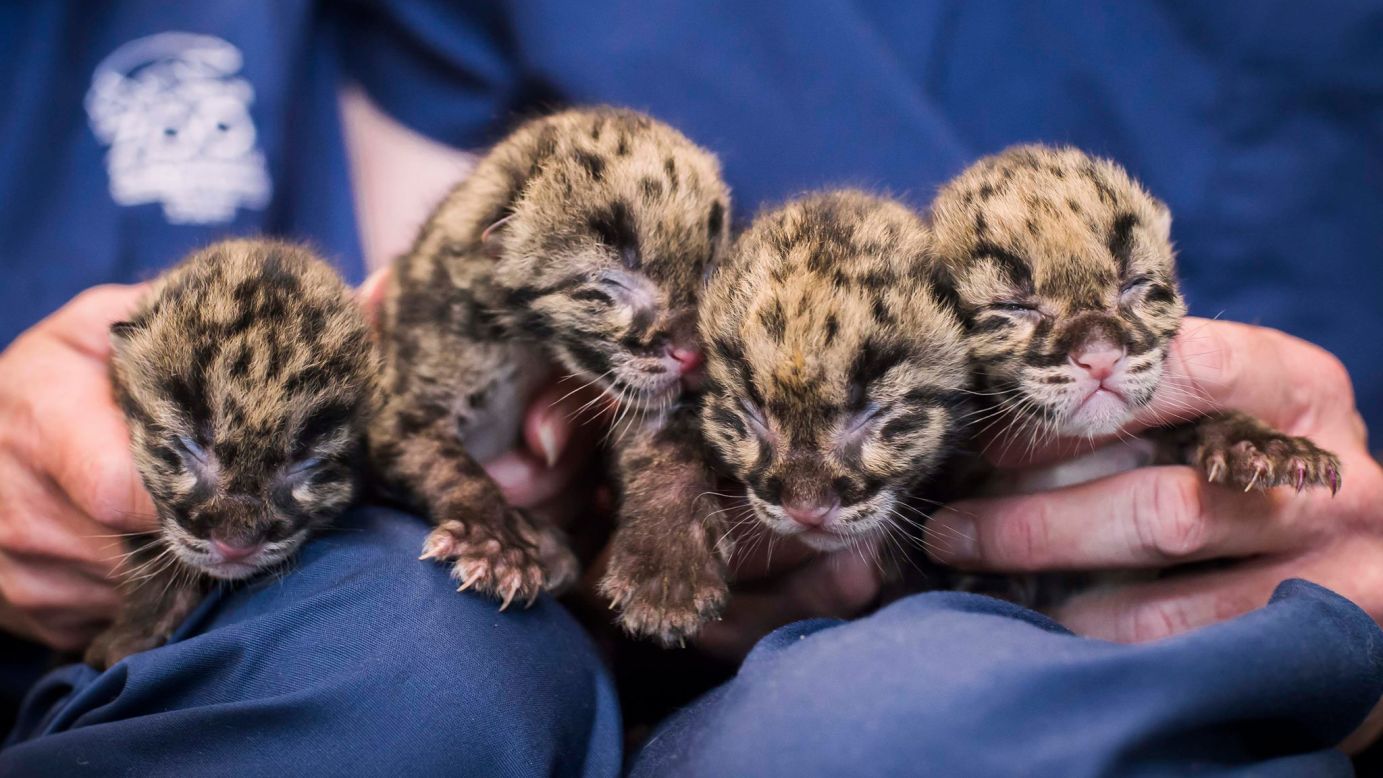 Four clouded leopard cubs are held Sunday, May 17, at the Point Defiance Zoo & Aquarium in Tacoma, Washington. The smallest of the cubs weighs just 11.11 ounces -- about the same as a box of corn flakes.