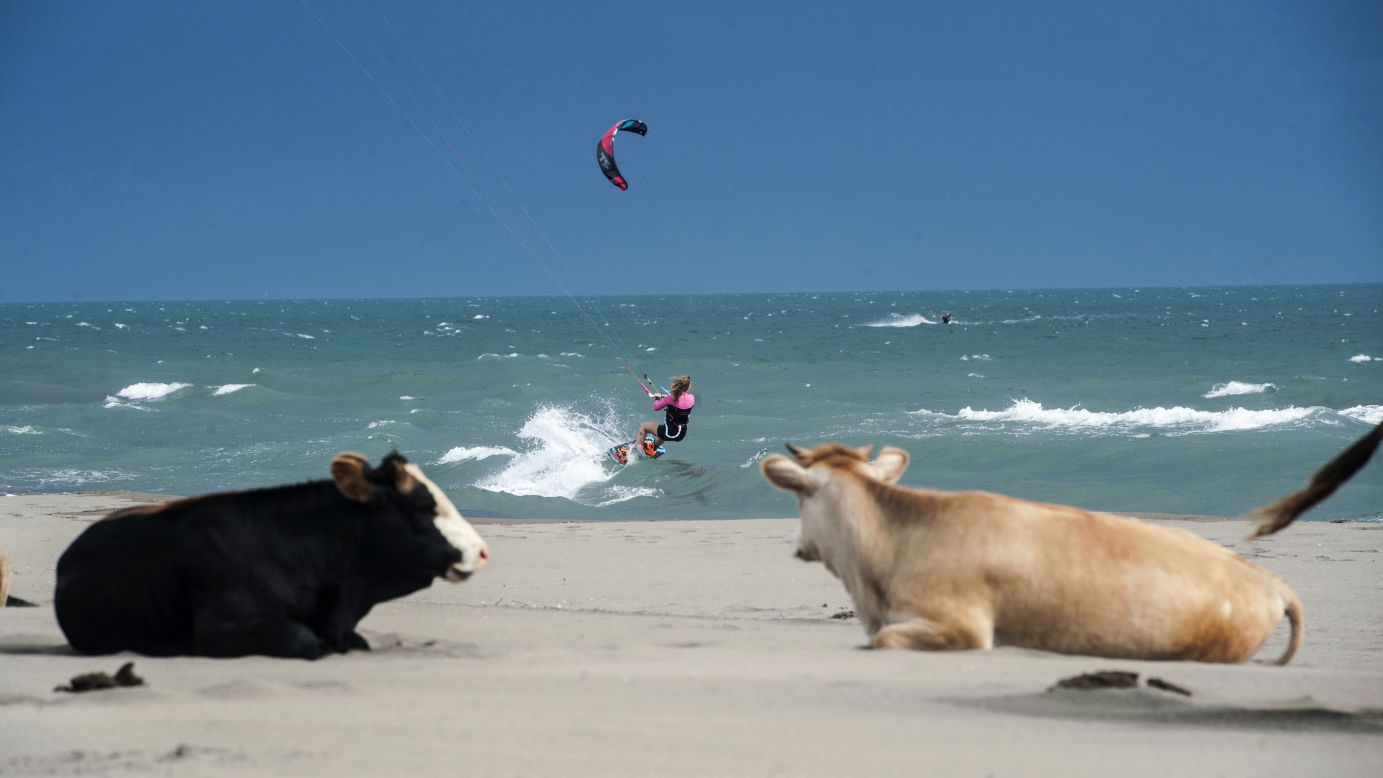 A kite surfer sails in the Mediterranean Sea as cows rest on the shore Tuesday, May 19, in Ulcinj, Montenegro.