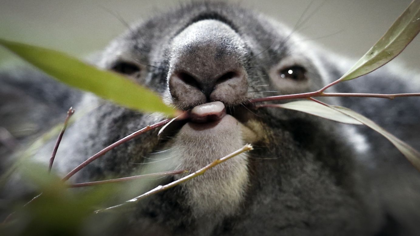 A koala feeds on eucalyptus leaves at the Singapore Zoo on Wednesday, May 20.