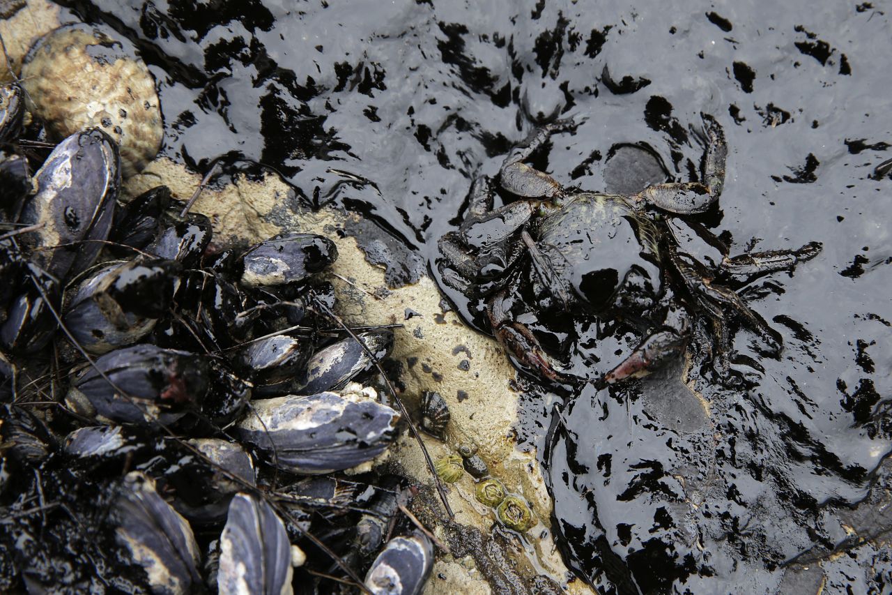 A crab and California mussels are covered in oil on May 21.