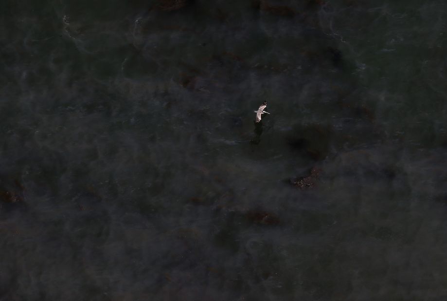 A pelican flies over an oil slick on the ocean surface near Refugio State Beach on May 21.