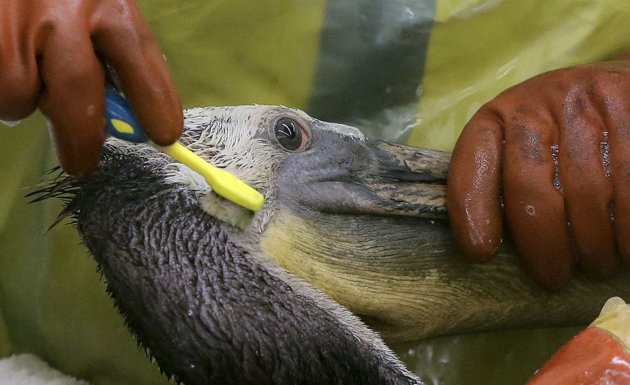 Workers clean oil off a brown pelican at the International Bird Rescue office in Los Angeles on Friday, May 22. More than 100,000 gallons of oil from a ruptured pipeline recently spilled onto coastal lands near Goleta, California, and into the Pacific Ocean.