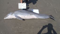 A man holds a handwritten sign scientifically identifying a dead dolphin lying on a Louisiana beach.