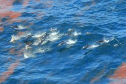 Dolphins swim through oil residue after Deepwater Horizon oil spill.