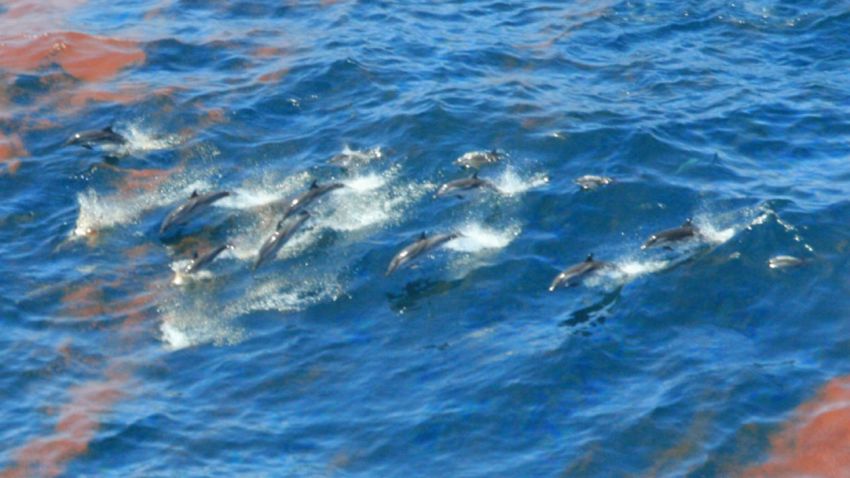 Dolphins swim through oil residue after Deepwater Horizon oil spill.