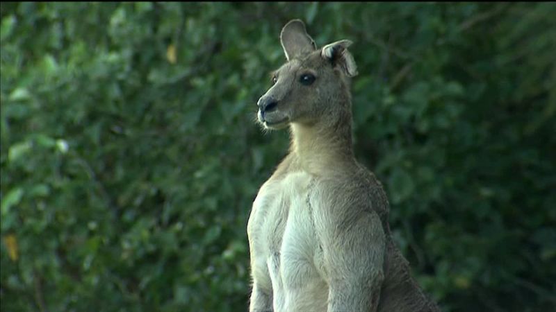 Giant kangaroo stalks Australian suburb