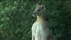 dnt seven network kangaroo stalks suburb_00000505.jpg
