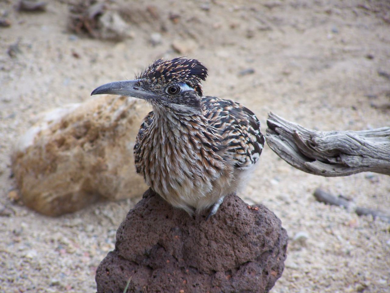  A roadrunner takes a break in <a href="http://ireport.cnn.com/docs/DOC-1032328">Wanda Gemson</a>'s yard. These birds don't do much flying, but they can run at speeds of up to 20 mph. Meep meep!