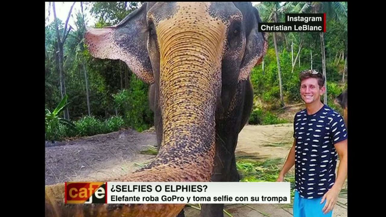 cnnee pkg burke elefant selfie _00003306.jpg