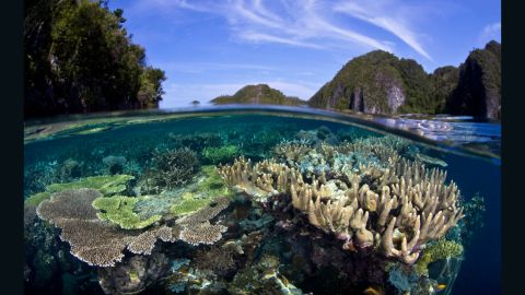 Raja Ampat: Home to 75% of all known coral species.