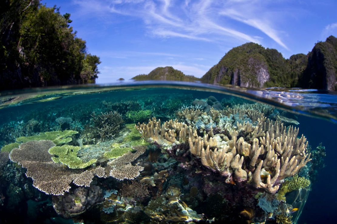 Raja Ampat: Home to 75% of all known coral species.