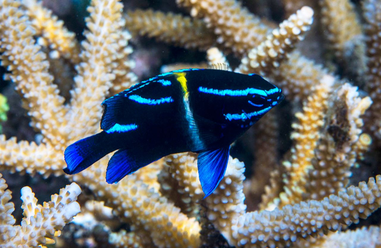 Juvenile Javanese damselfish are a common sight on the lush, shallow reefs of Asia's Coral Triangle.